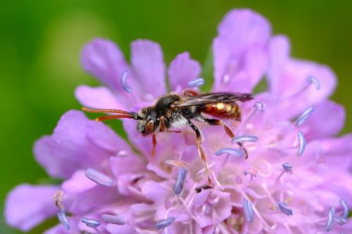 Nomada sp.